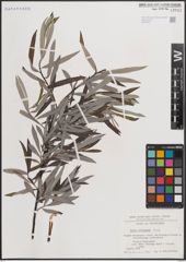 Foto von Salix eleagnos Scop.